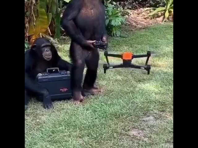 monkeydrone